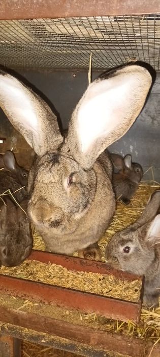 Зайци на 3 месеца