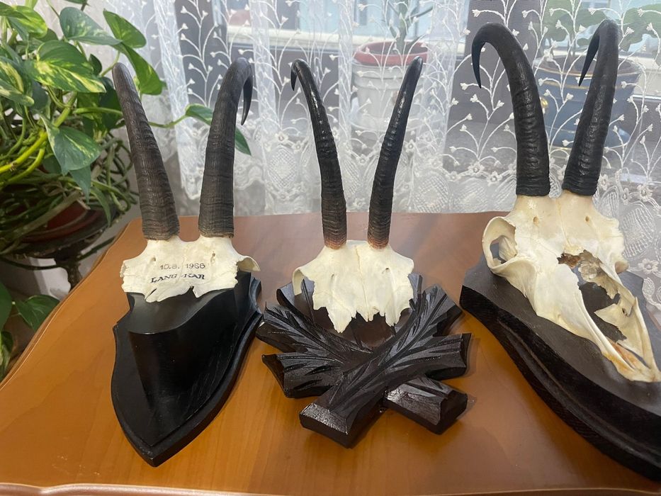 Vând Trofeu Craniu Capră Neagră