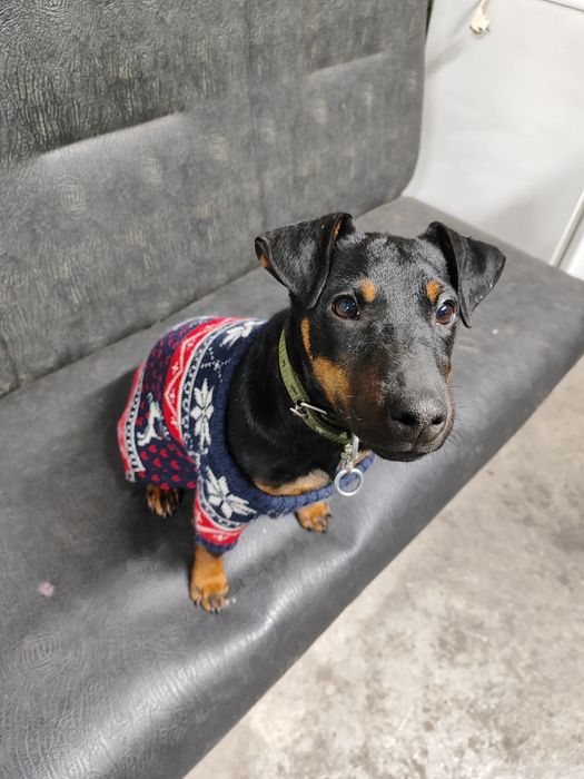 Убежала.  собака