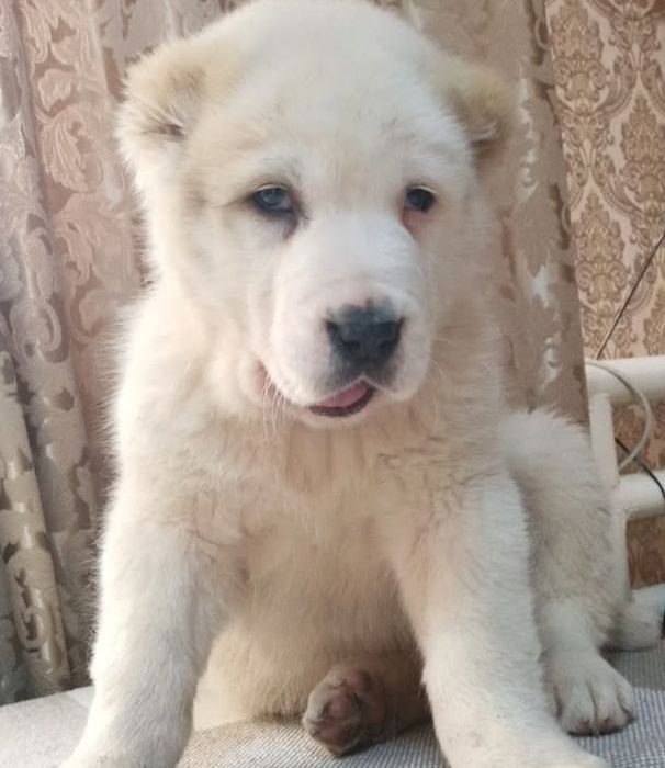 Шикарная девочка САО АЛАБАЙ