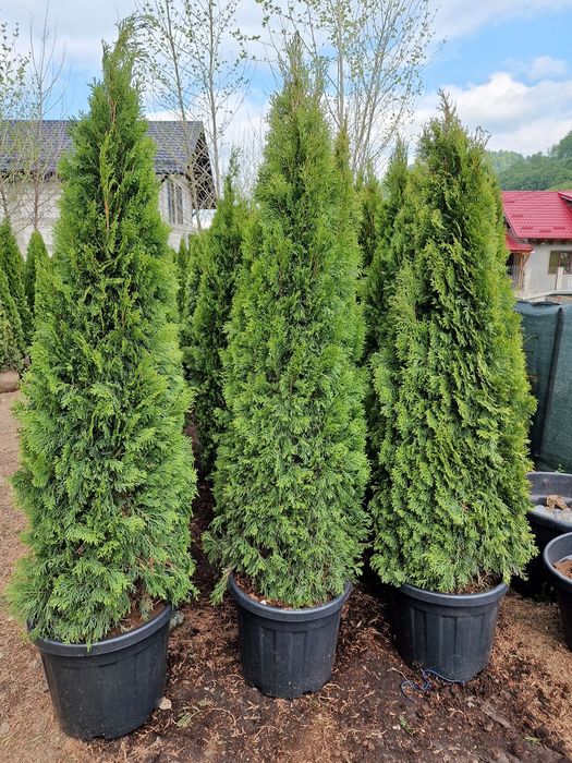 Tuia la ghiveci calitate extra 2m - 2.5m