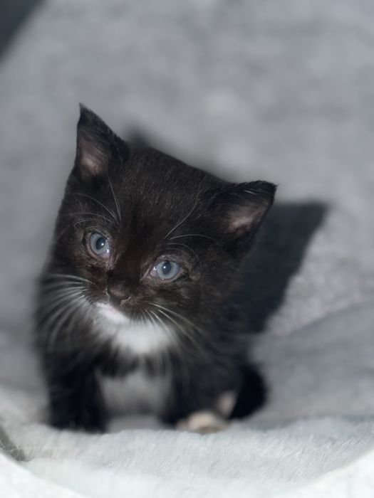 Отдаю котёнка добрые руки