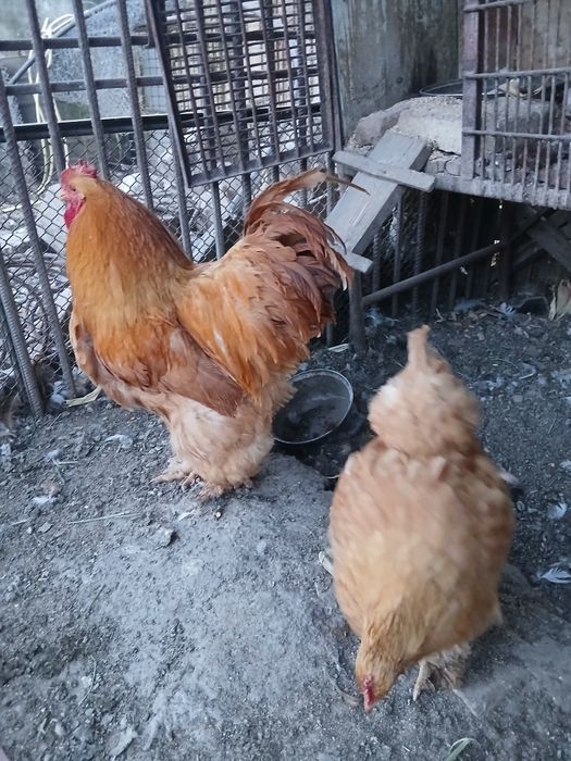 Oua cochinchina galben uriaș pt incubat