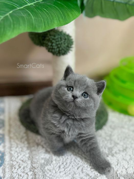 Шотландские котята!