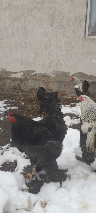 Продаём петушков брамы