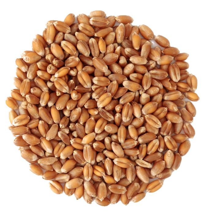 Продам пшеницу чистую