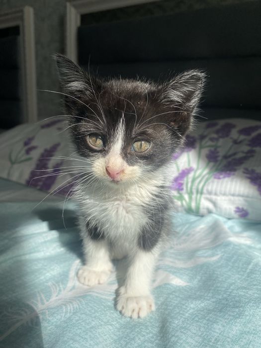 котенок бесплатно в добрые руки