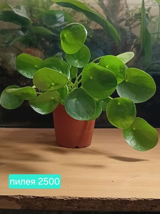 Продам комнатные растения