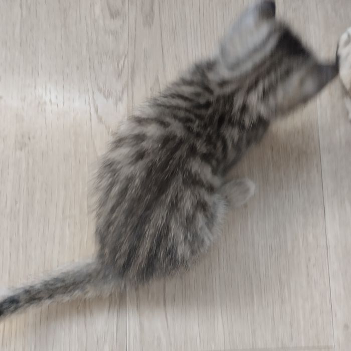 Котенок мальчик полосатый серый