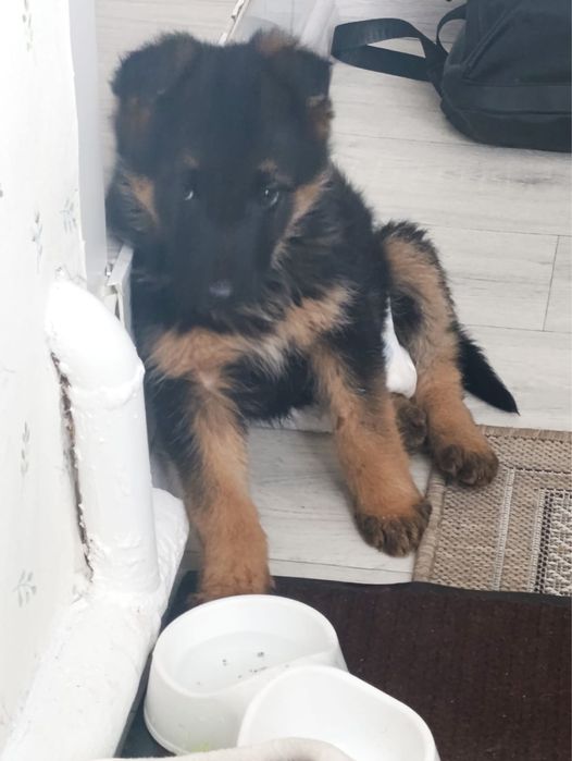 Щенок немецкой овчарки