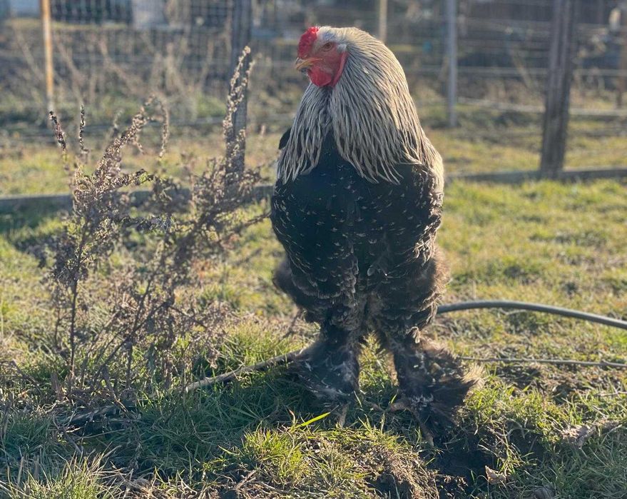 Oua Incubat, Pui si Familii (2+1) Brahma Rasa Pura