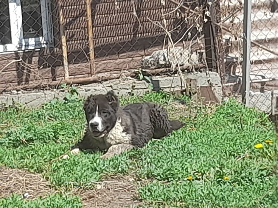 Кобель САО Алабай