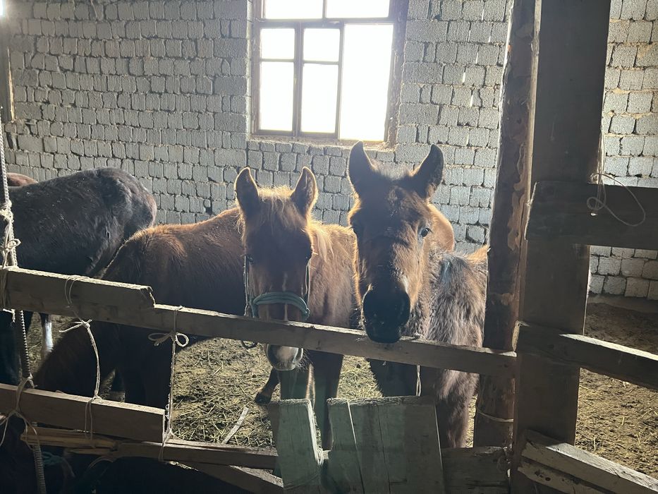 Жабагы лошадь ат