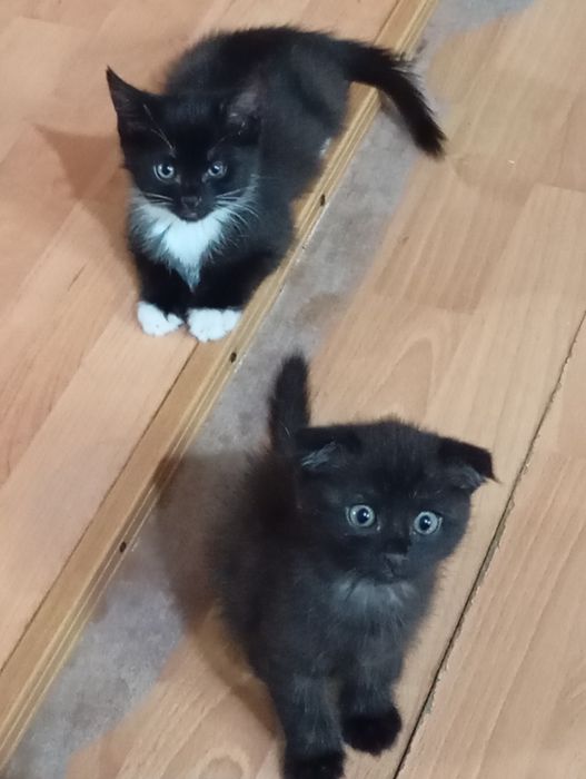 Срочно котята ищут дом!