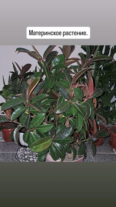 Домашние цветы Мырзакент