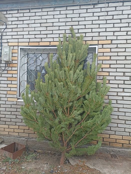 Сосна новогодняя