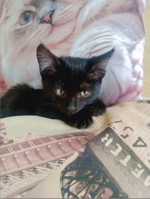 Красивый котёнок мальчик