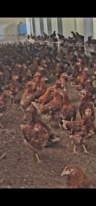 Цыплята несушки Ломан Браун