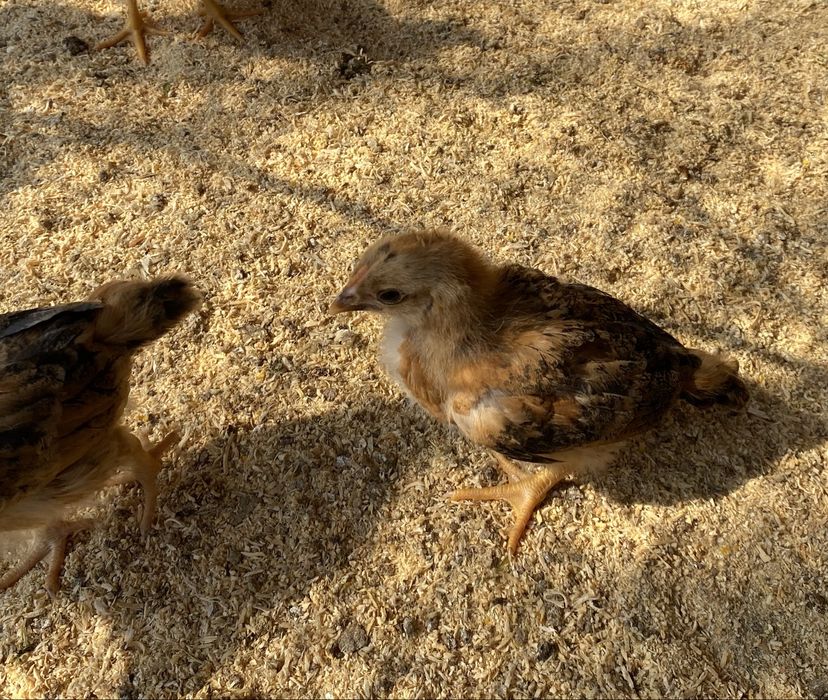 Цыплята Кучин юбилейный