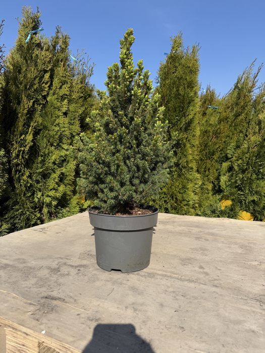 Саженцы, озеленение