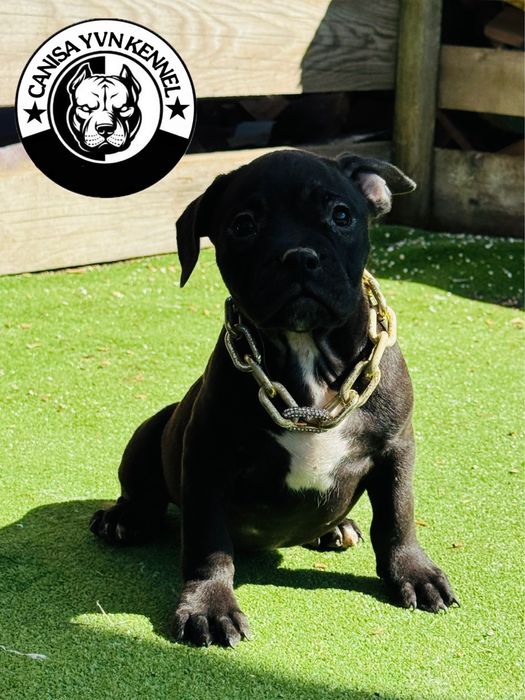 Mascul amstaff negru