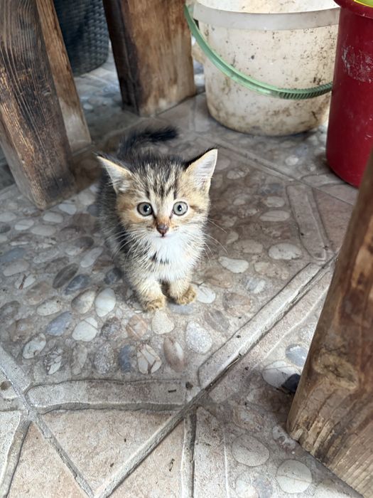 Котята девочки срочно ищут дом!