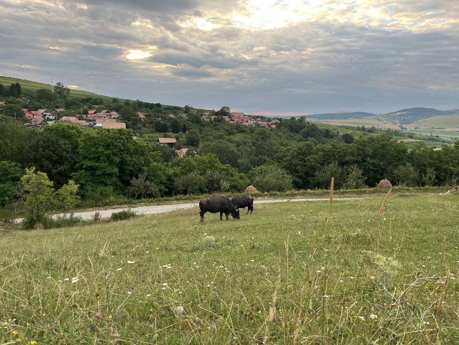 Vând vițel de bivol – carcasă curată / tranșat