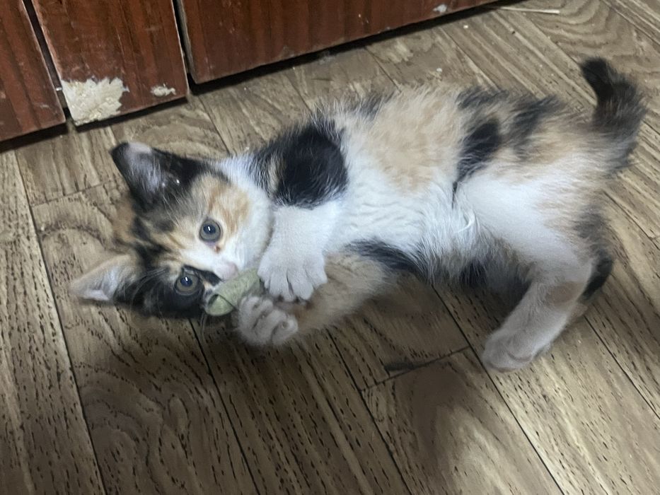 Отдам котёнка девочку