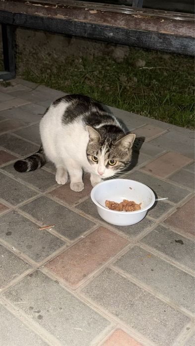 Отдам кота в добрые руки