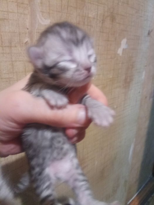 Продам котят чистокровные