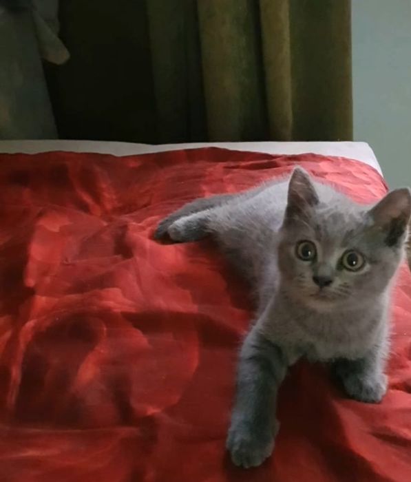 Шотланлские девочки в голубом окрасе, добрые  игривые, 2 мес