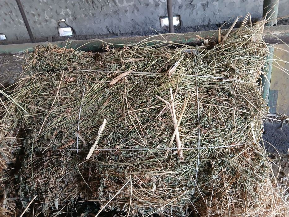 Маккайи беда ловия аралаш анкилбенс прес сотилади