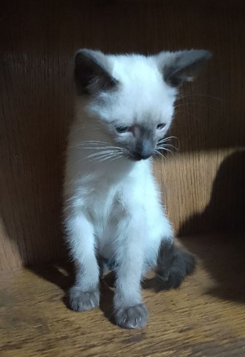 Сиамский котёнок мальчик, возраст 3 месяца