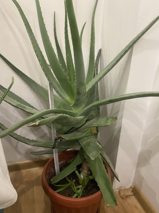 7- ми летнее алое