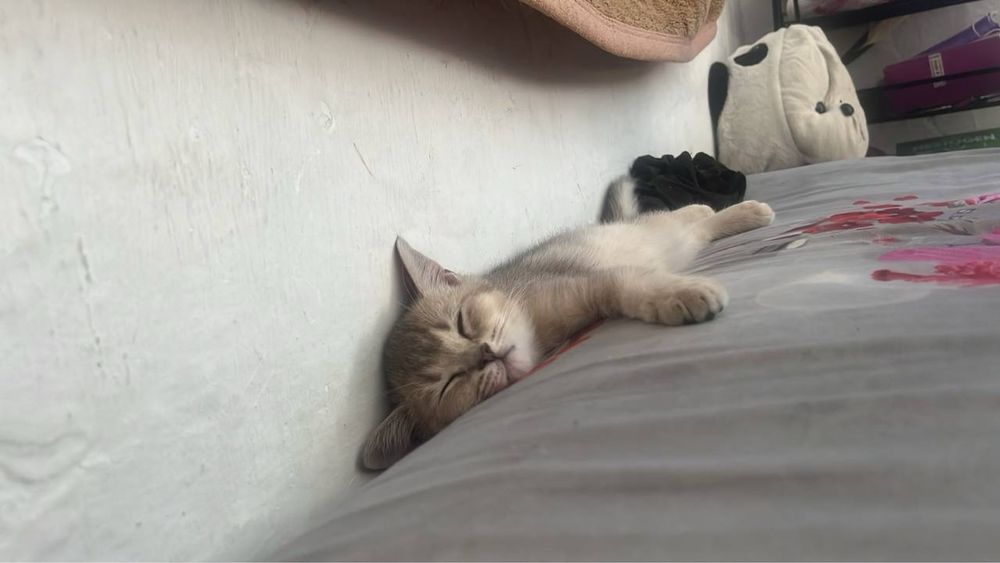 котёнок шиншиллы ищет добрый дом