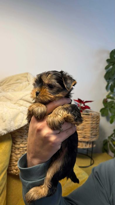 Мини Йоркширски Териер