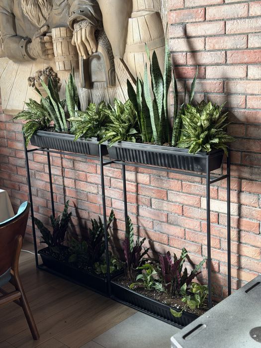 Живые растения в горшках для офиса ресторана и дома