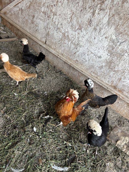 Gaini motate olandeze