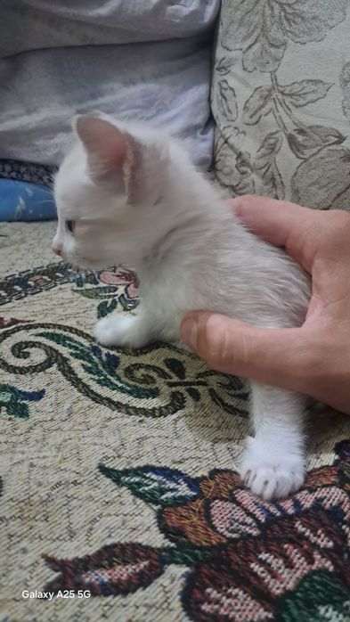 Отдам сиамских котят в добрые руки