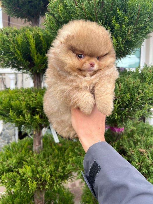 Померан/Poomeranian