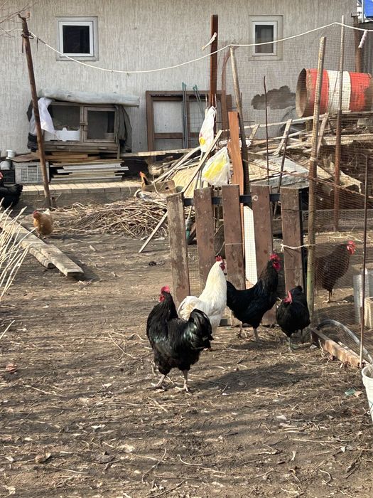 Петухи продам на племя