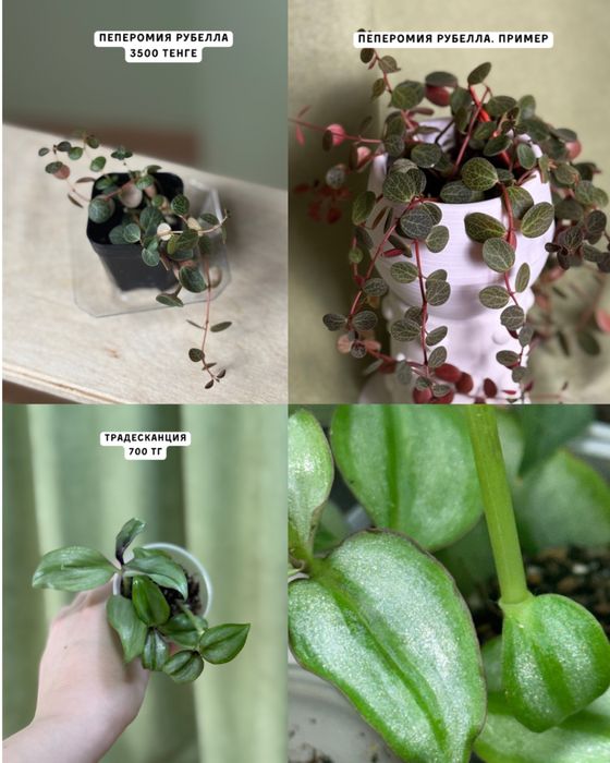 Комнатные растения