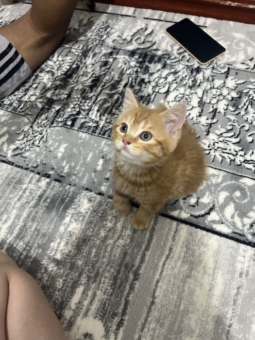 Кошки прадаётся 1.5 м