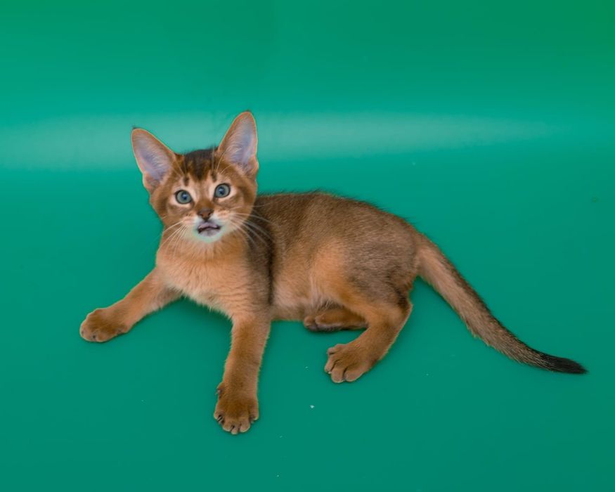 Идеальные котята породы Чаузи

Про