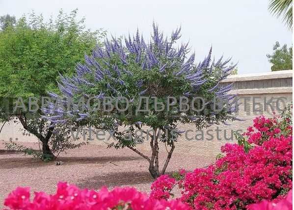 Аврамово дърво , Витекс агнус кастус