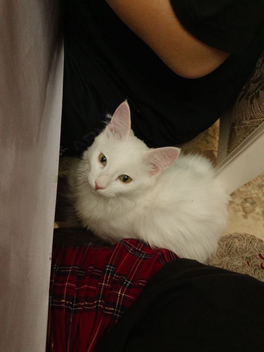 Котик ищет новый дом