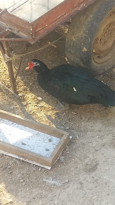 Еркек индаутка сатылады