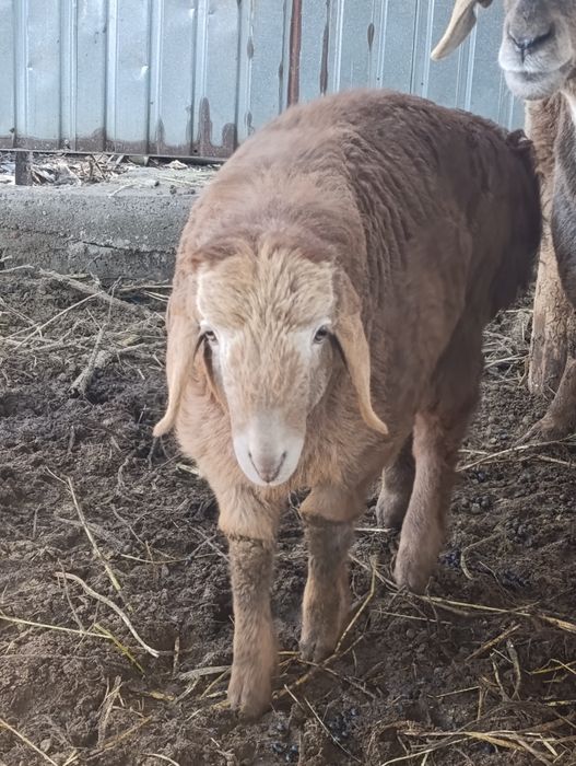 Матки арашан котные