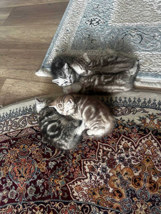 Продам шотландских котят