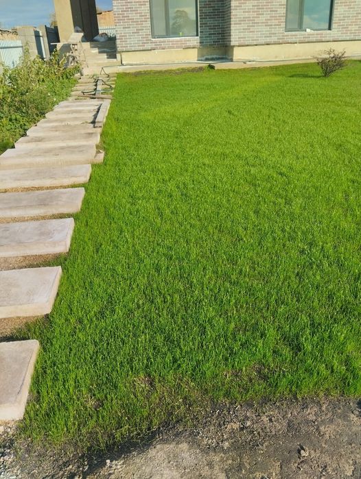 Посев газона и саженцы